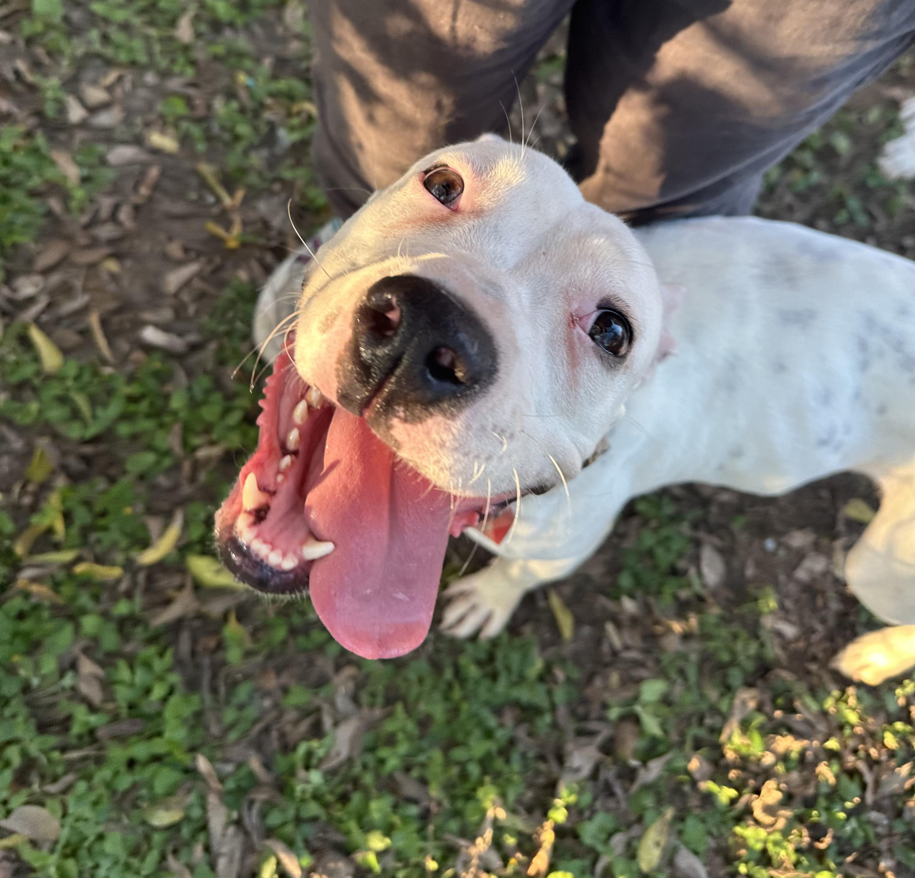 Enlarge Ollie, a Adoptable mixed breed in Fort Worth, TX image 6/6