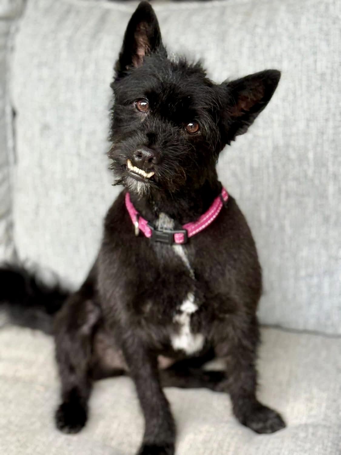 Missy, a ADOPTABLE mixed breed in Bethel, CT image 2/6