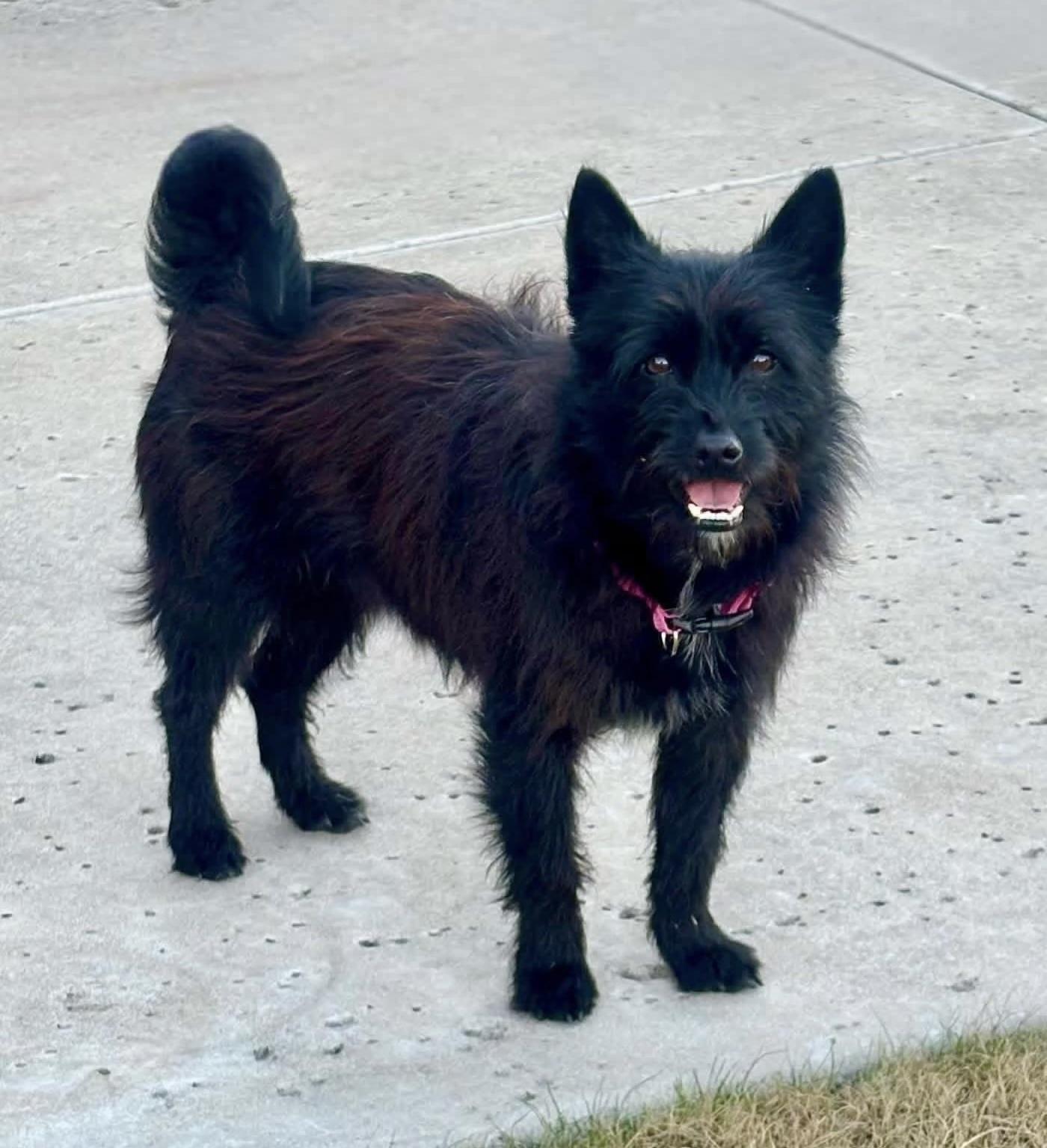 Missy, a ADOPTABLE mixed breed in Bethel, CT image 5/6