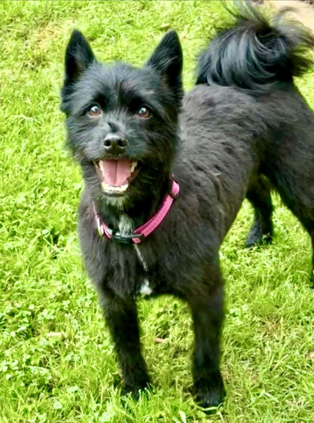 Missy, a ADOPTABLE mixed breed in Bethel, CT image 3/6