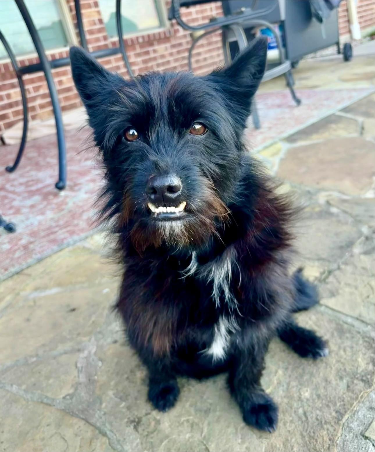 Missy, a ADOPTABLE mixed breed in Bethel, CT image 6/6