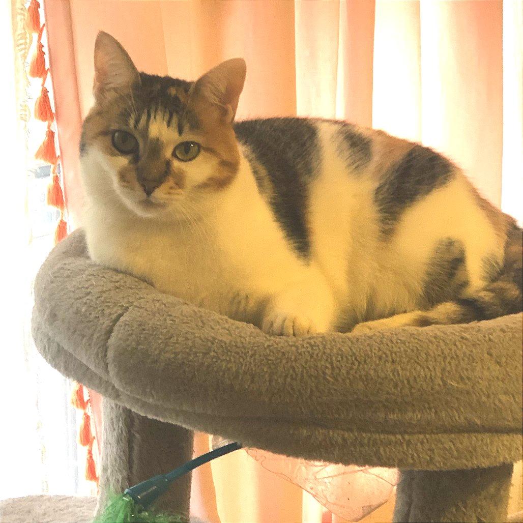 Enlarge RuPaul (I have a Secret Crush!), a Adoptable Domestic Short Hair in Decatur, GA image 1/6