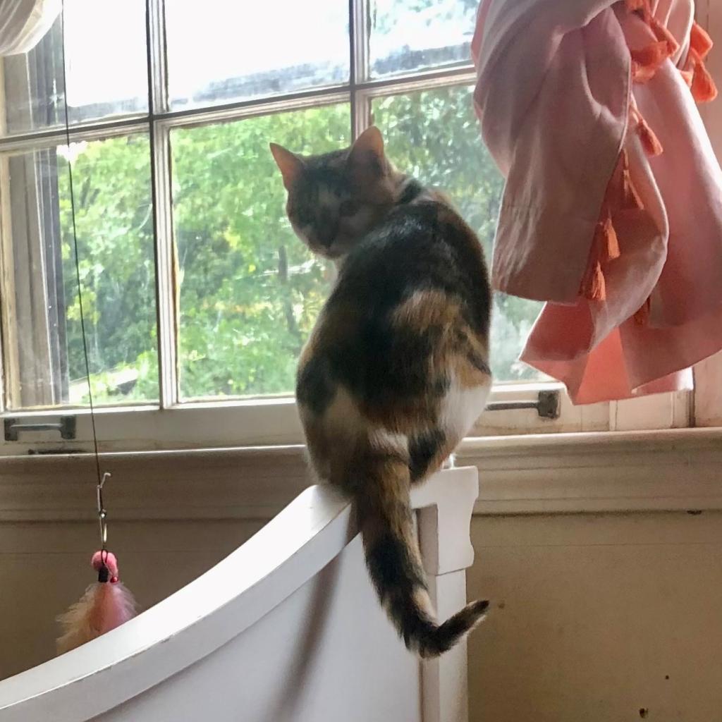 Enlarge RuPaul (I have a Secret Crush!), a Adoptable Domestic Short Hair in Decatur, GA image 2/6