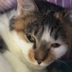 Enlarge RuPaul (I have a Secret Crush!), a Adoptable Domestic Short Hair in Decatur, GA image 3/6