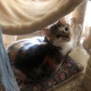 Enlarge RuPaul (I have a Secret Crush!), a Adoptable Domestic Short Hair in Decatur, GA image 4/6