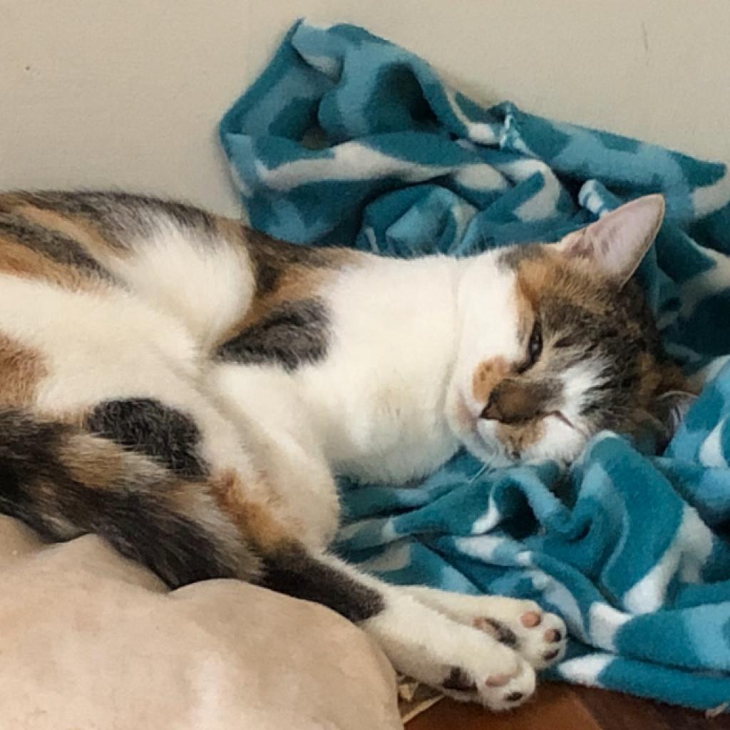 Enlarge RuPaul (I have a Secret Crush!), a Adoptable Domestic Short Hair in Decatur, GA image 5/6