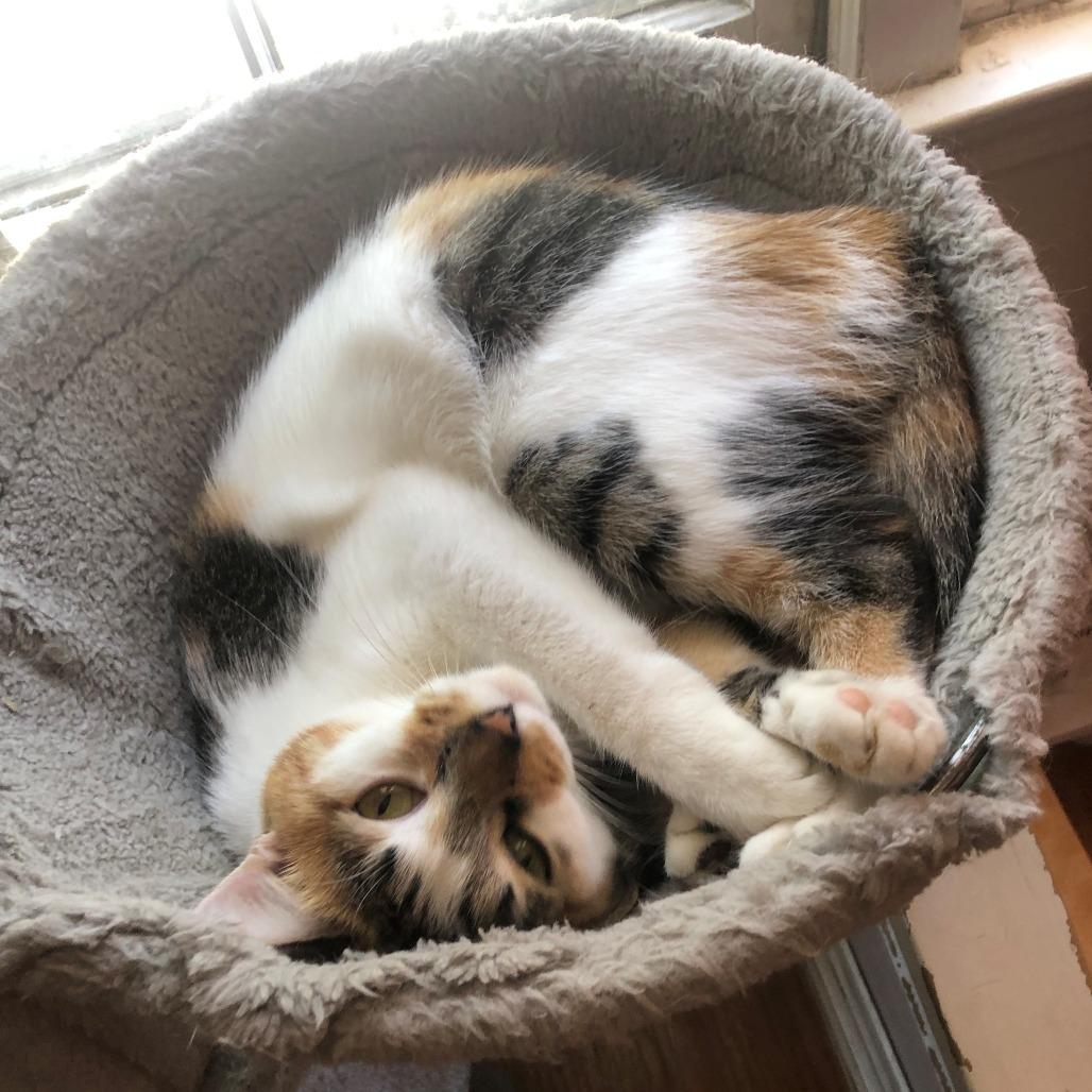 Enlarge RuPaul (I have a Secret Crush!), a Adoptable Domestic Short Hair in Decatur, GA image 6/6