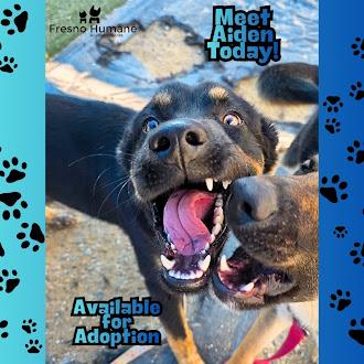 Aiden, Adoptable, Adult Male Shepherd & Mixed Breed.