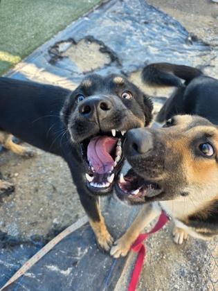 Aiden, a Adoptable mixed breed in Fresno, CA image 2/3