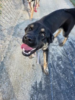 Aiden, a Adoptable mixed breed in Fresno, CA image 3/3