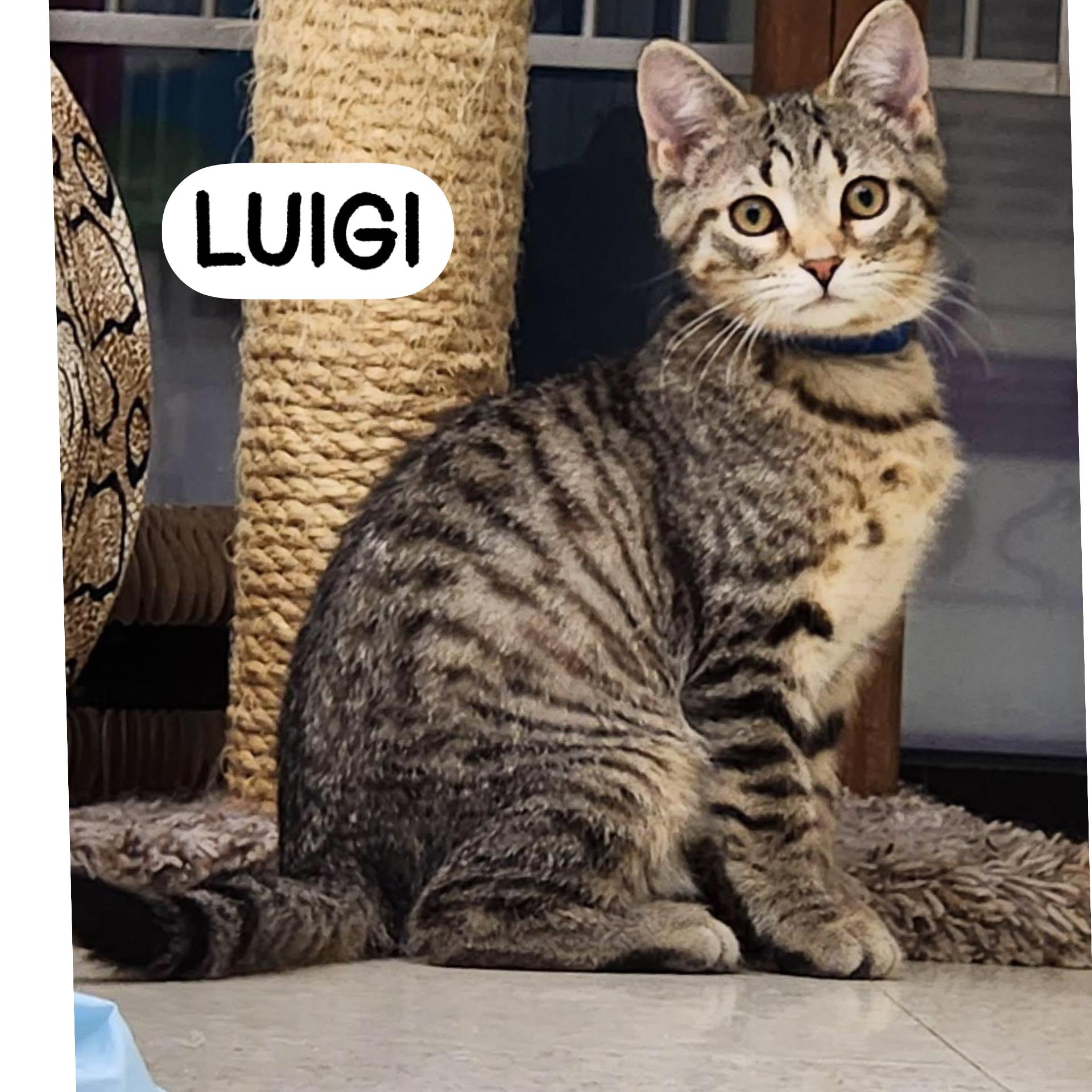 Luigi, an adopted Domestic Short Hair in Warren, OH image 2/3
