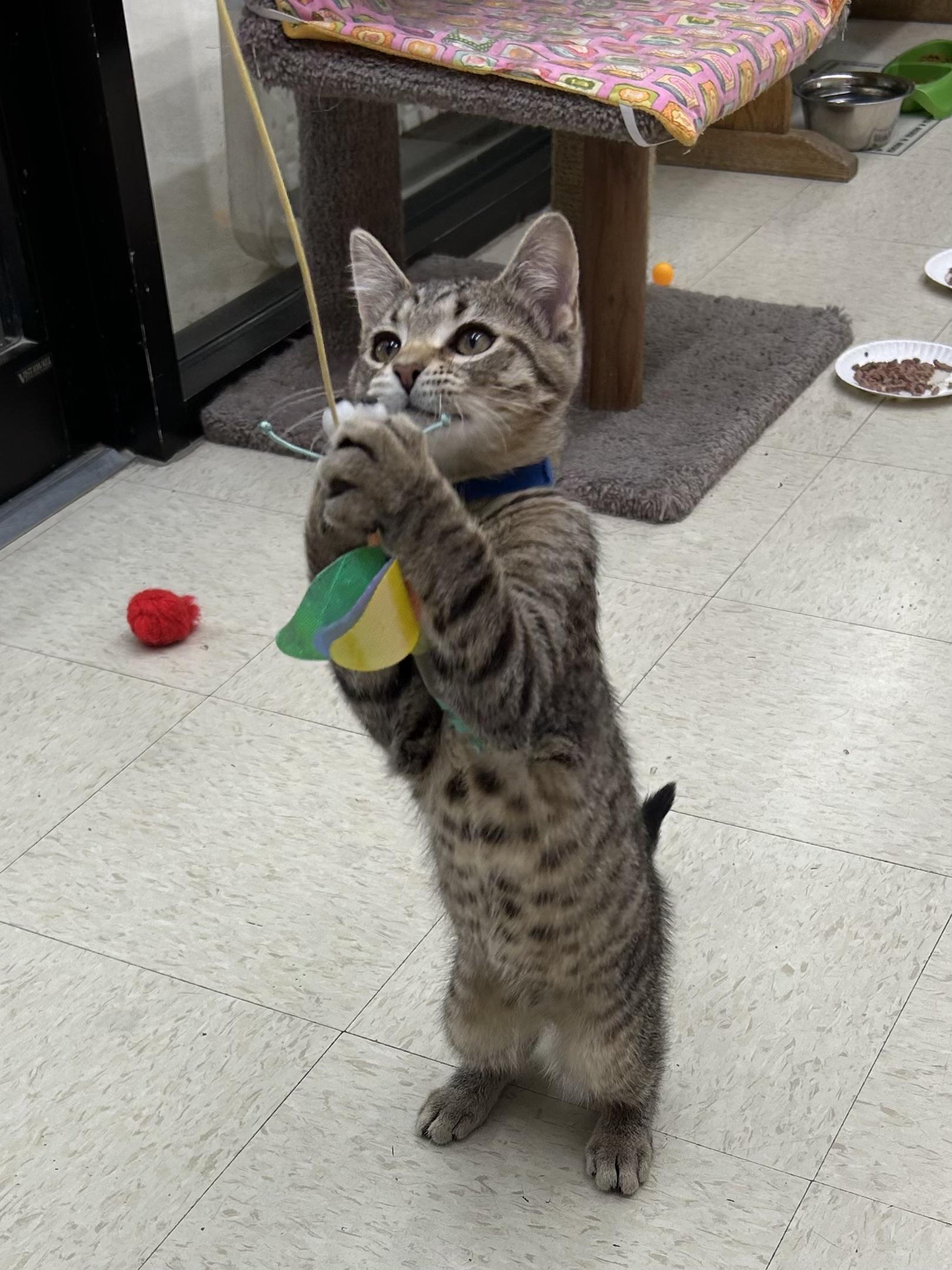 Luigi, an adopted Domestic Short Hair in Warren, OH image 3/3