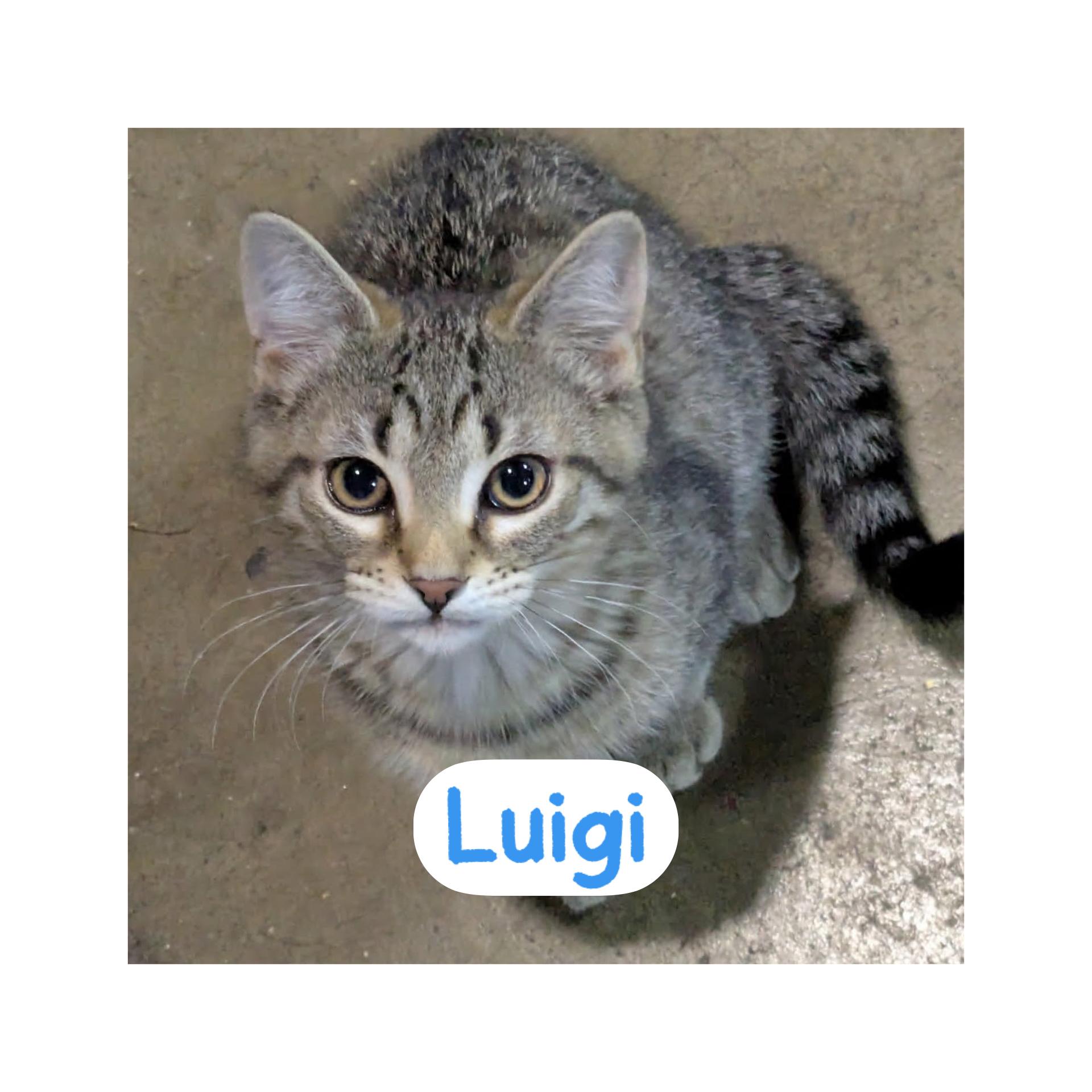 Luigi, adopted, Kitten Male Domestic Short Hair.