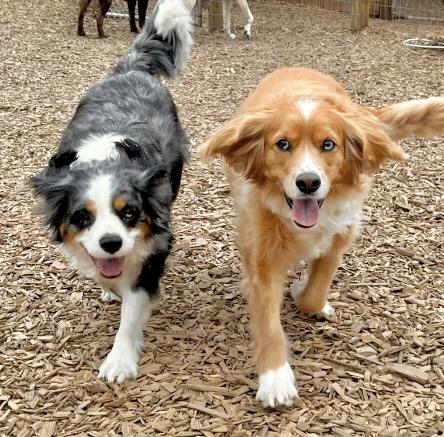 Enlarge Dottie & Newman , a ADOPTABLE mixed breed in Eugene, OR image 2/6