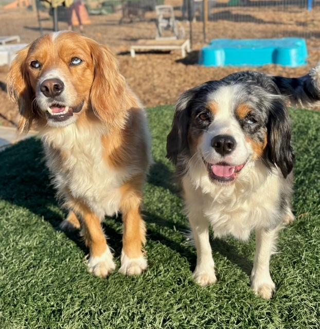 Enlarge Dottie & Newman , a ADOPTABLE mixed breed in Eugene, OR image 1/6