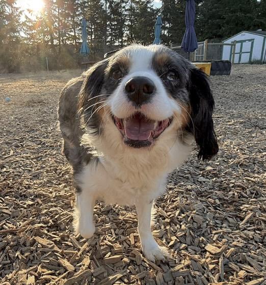 Enlarge Dottie & Newman , a ADOPTABLE mixed breed in Eugene, OR image 3/6