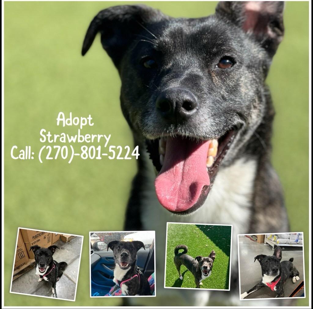 Strawberry, Adoptable, Young Female Plott Hound.