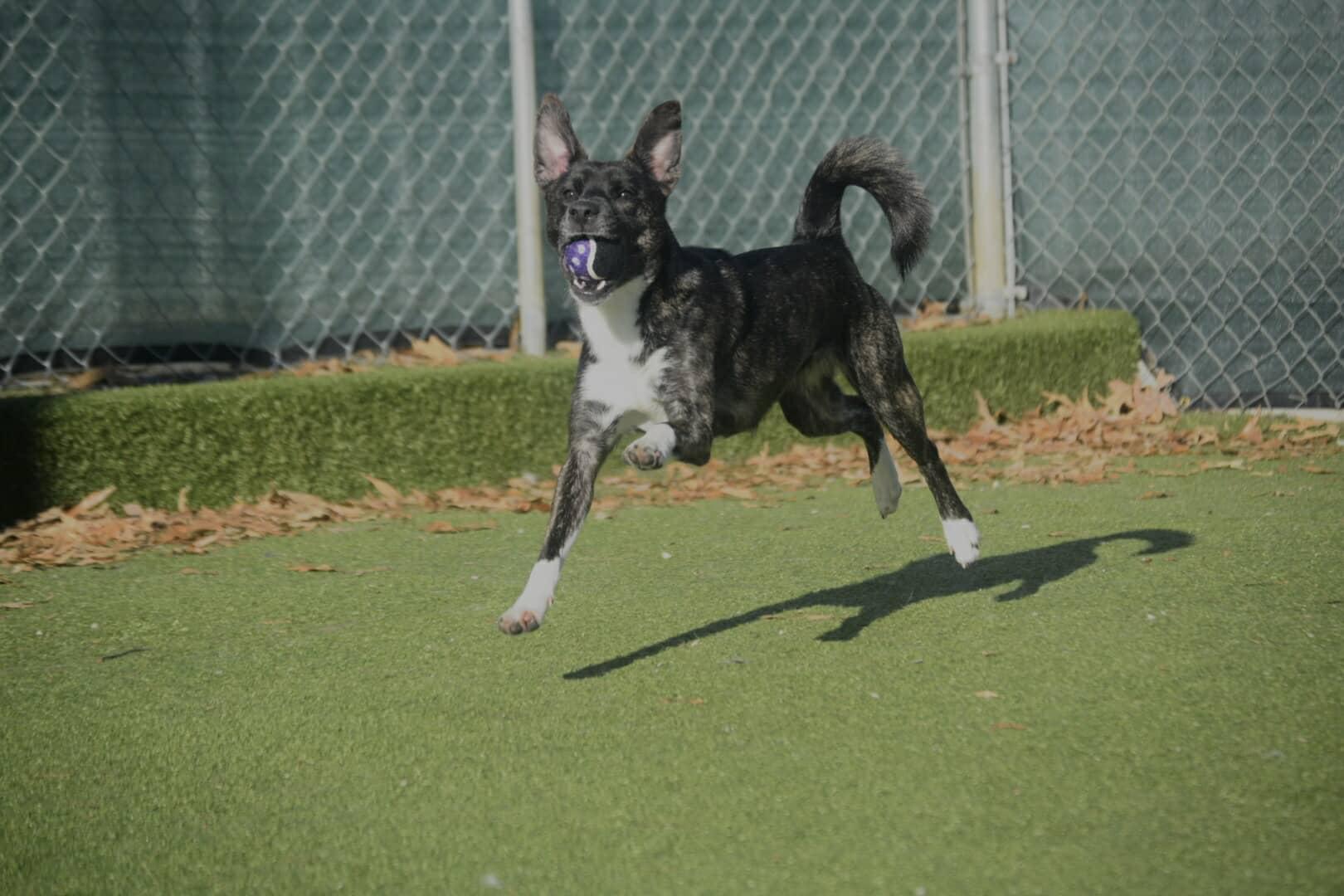 Strawberry thumbnail 3