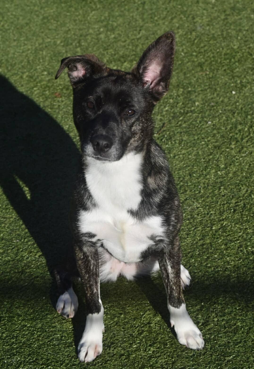 Enlarge Strawberry, a Adoptable mixed breed in Radcliff, KY image 4/4