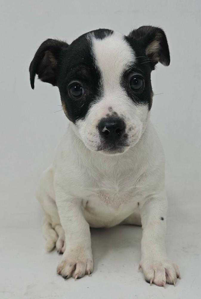 Enlarge Hamster, a Adoptable mixed breed in Manhattan, NY image 1/1