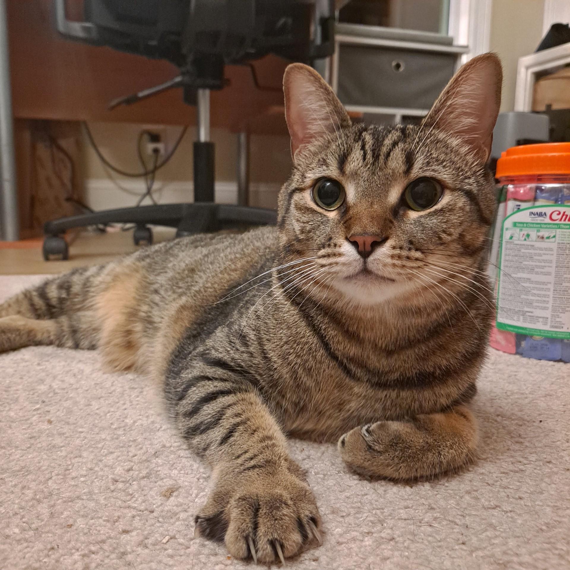 Ziggy, Adoptable, Adult Male Domestic Short Hair.