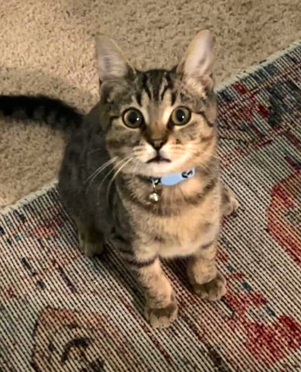 Ziggy, an adoptable Domestic Short Hair in Greenville, NC, 27836 | Photo Image 4