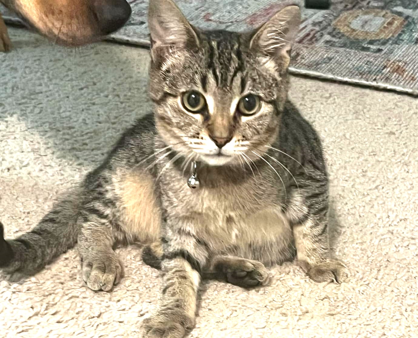 Ziggy, a Adoptable Domestic Short Hair in Greenville, NC image 3/6