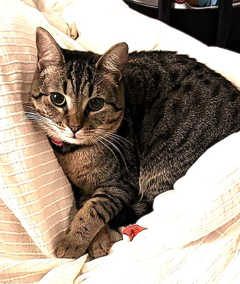 Ziggy, a Adoptable Domestic Short Hair in Greenville, NC image 2/6