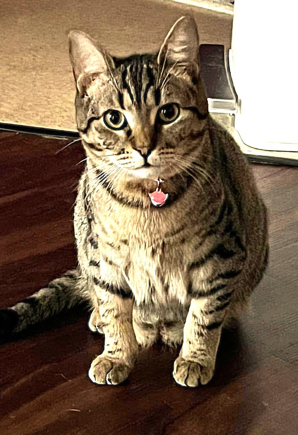 Ziggy, an adoptable Domestic Short Hair in Greenville, NC, 27836 | Photo Image 6