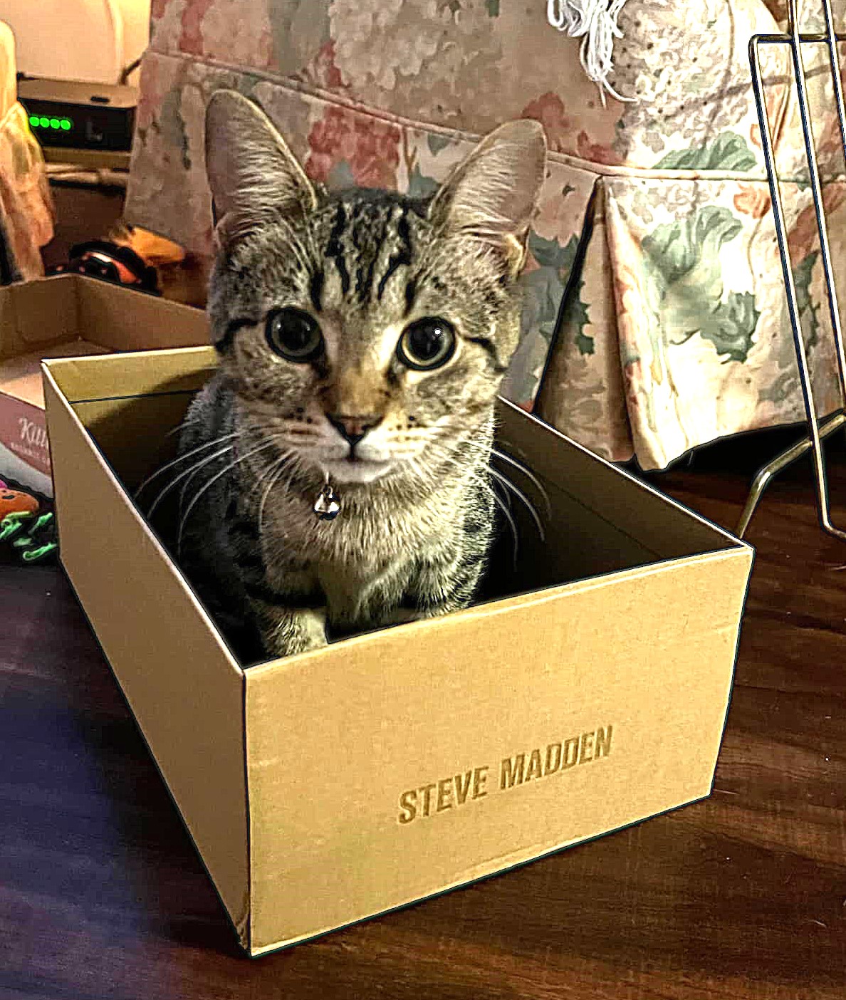 Ziggy, an adoptable Domestic Short Hair in Greenville, NC, 27836 | Photo Image 5