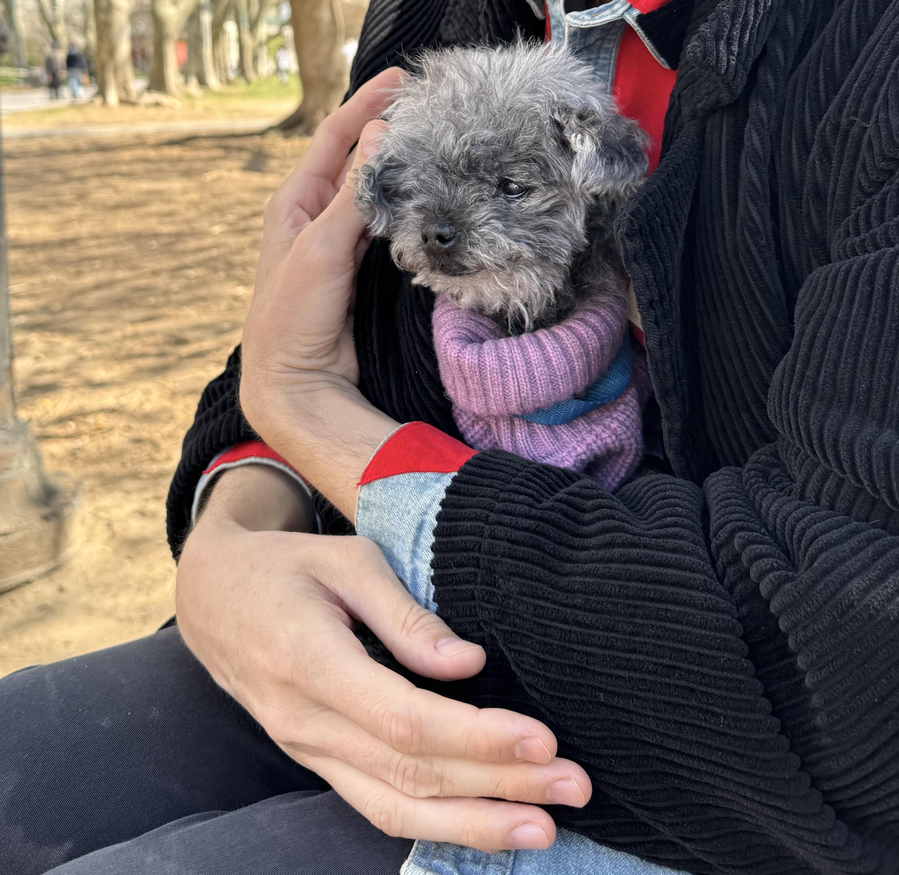 Enlarge Agnes, an adopted mixed breed in Brooklyn, NY image 2/6