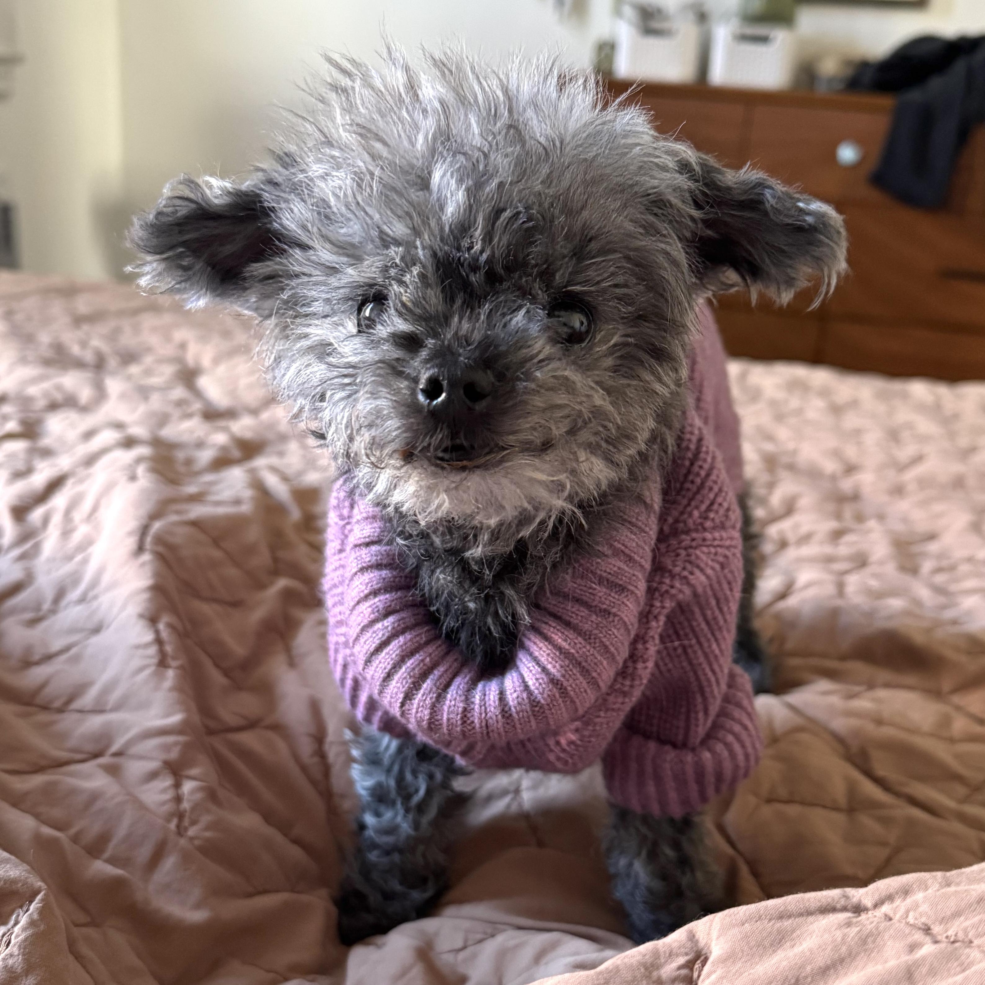 Enlarge Agnes, an adopted mixed breed in Brooklyn, NY image 4/6