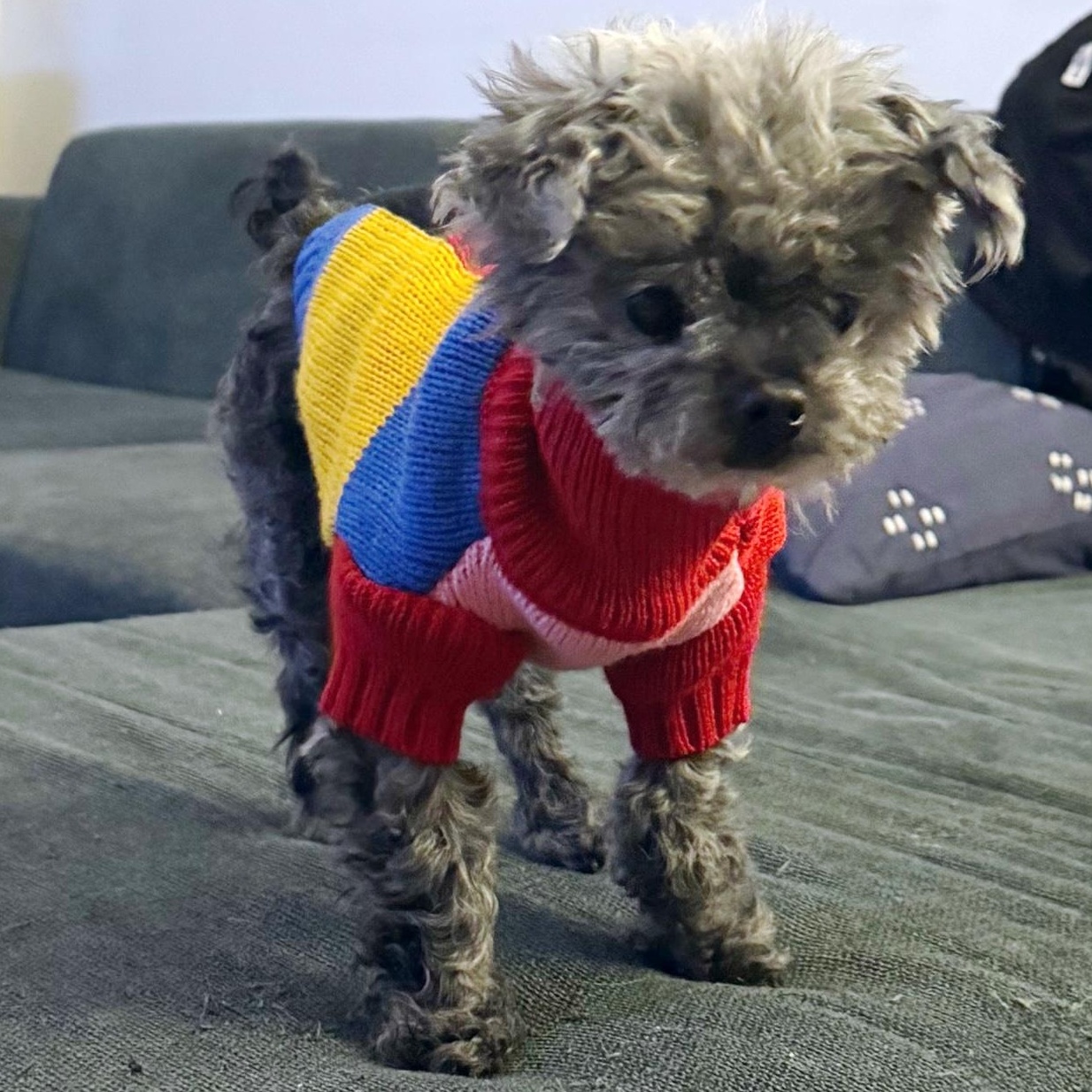 Agnes, adopted, Adult Female Miniature Poodle.