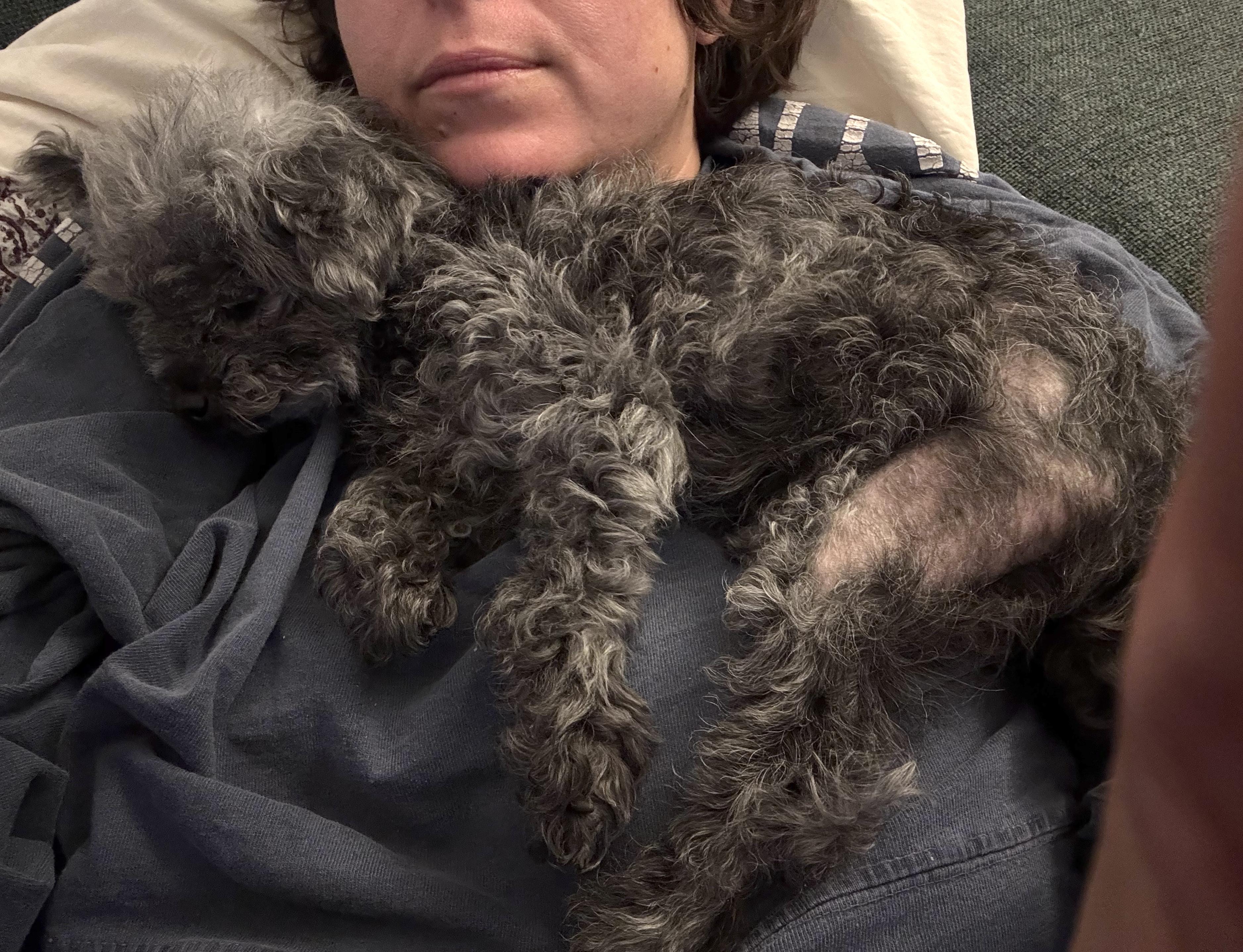 Enlarge Agnes, an adopted mixed breed in Brooklyn, NY image 6/6