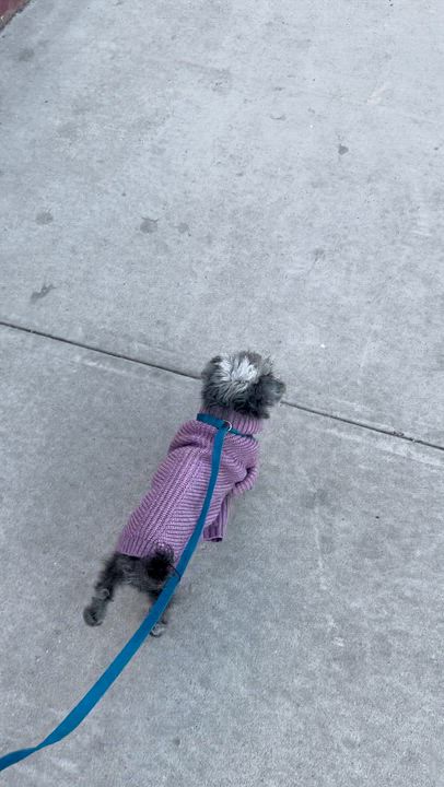 Enlarge Agnes, an adopted mixed breed in Brooklyn, NY video 5/6