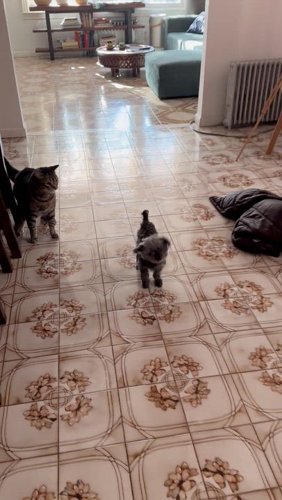 Enlarge Agnes, an adopted mixed breed in Brooklyn, NY video 3/6