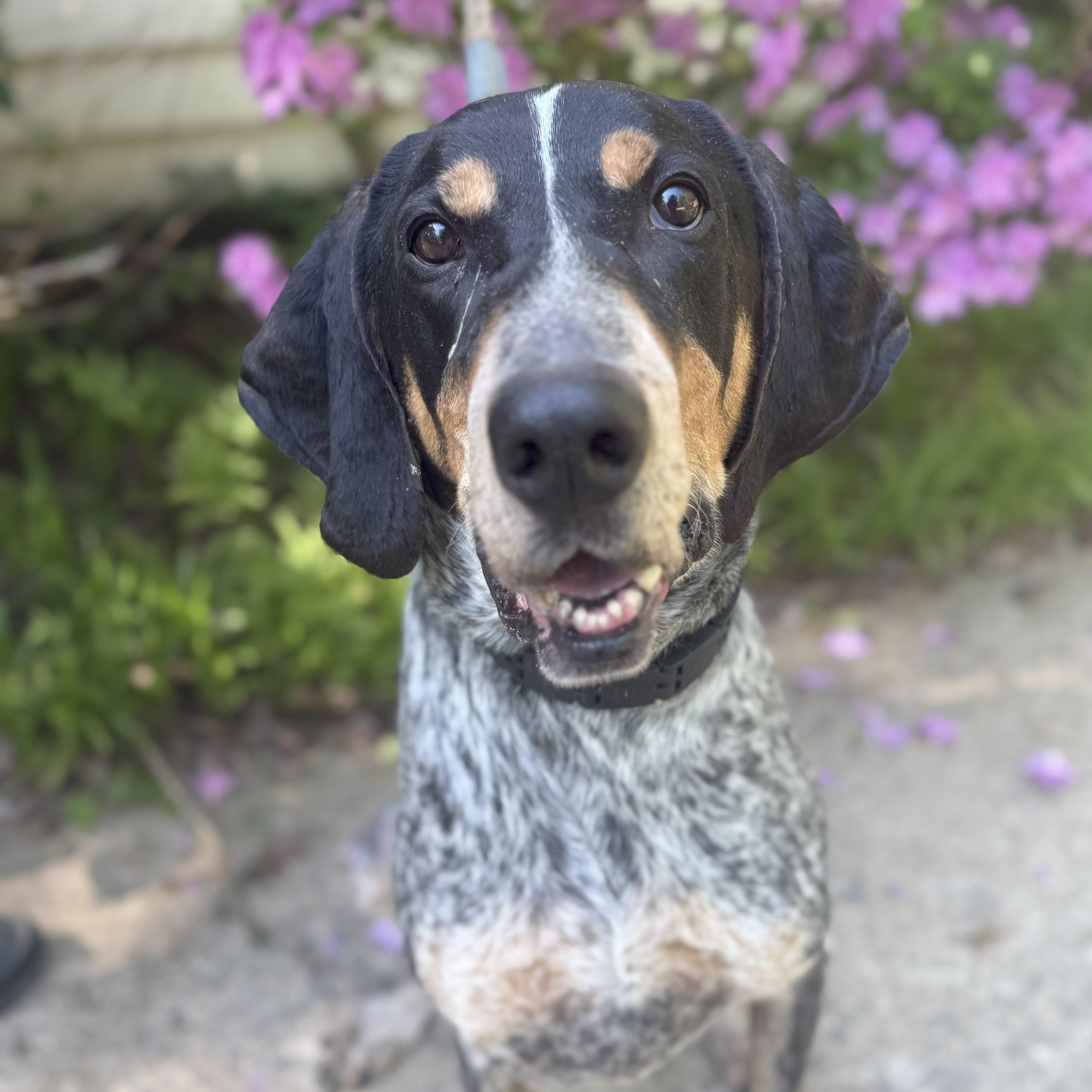 Flynn, Adoptable, Adult Male Coonhound.