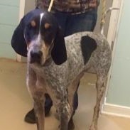 Flynn, a Adoptable Coonhound in Richmond, VA image 3/3