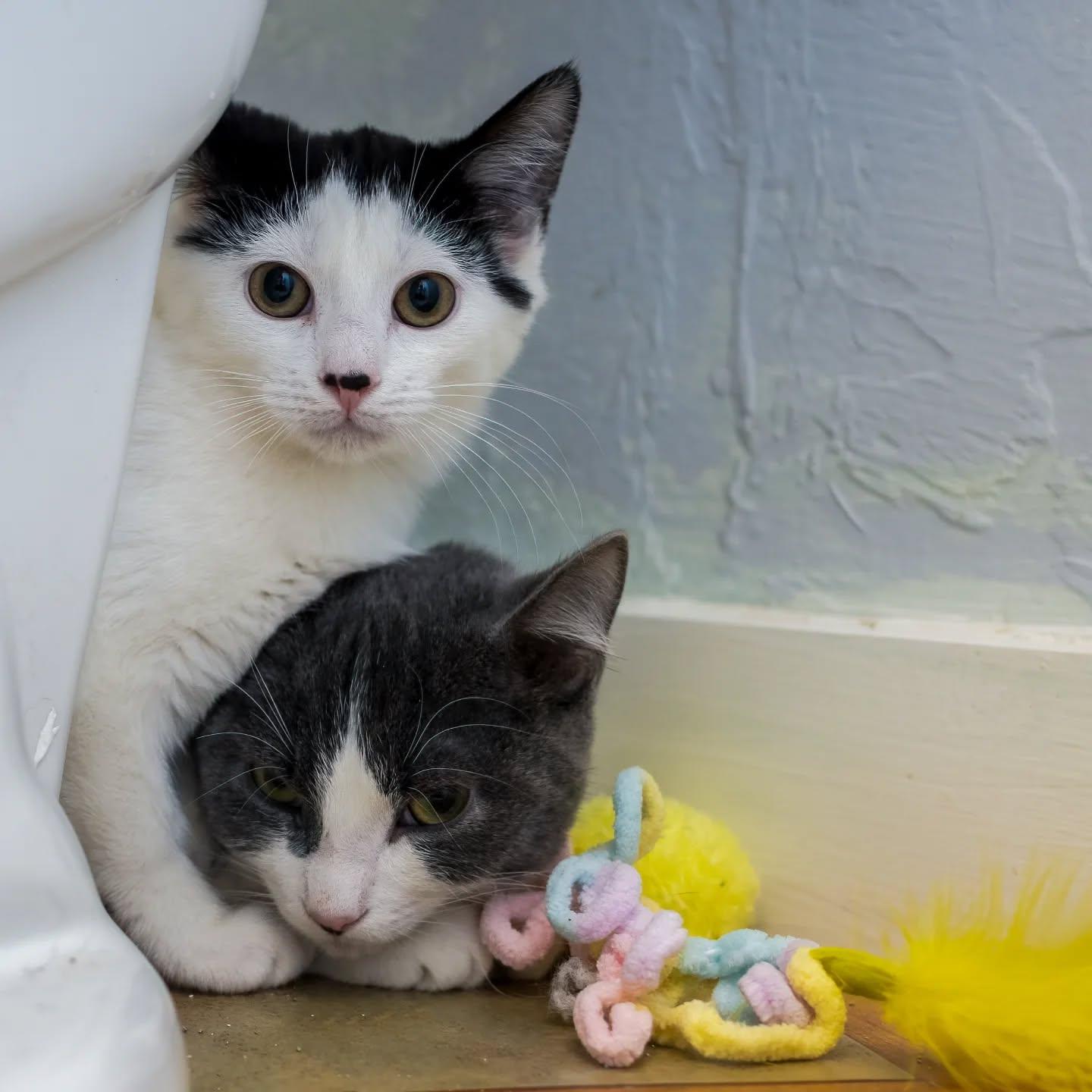 Paige (very shy! loves other cats. Meet me at the Hanover Petsmart), a Adoptable Domestic Short Hair in HANSON, MA image 2/2