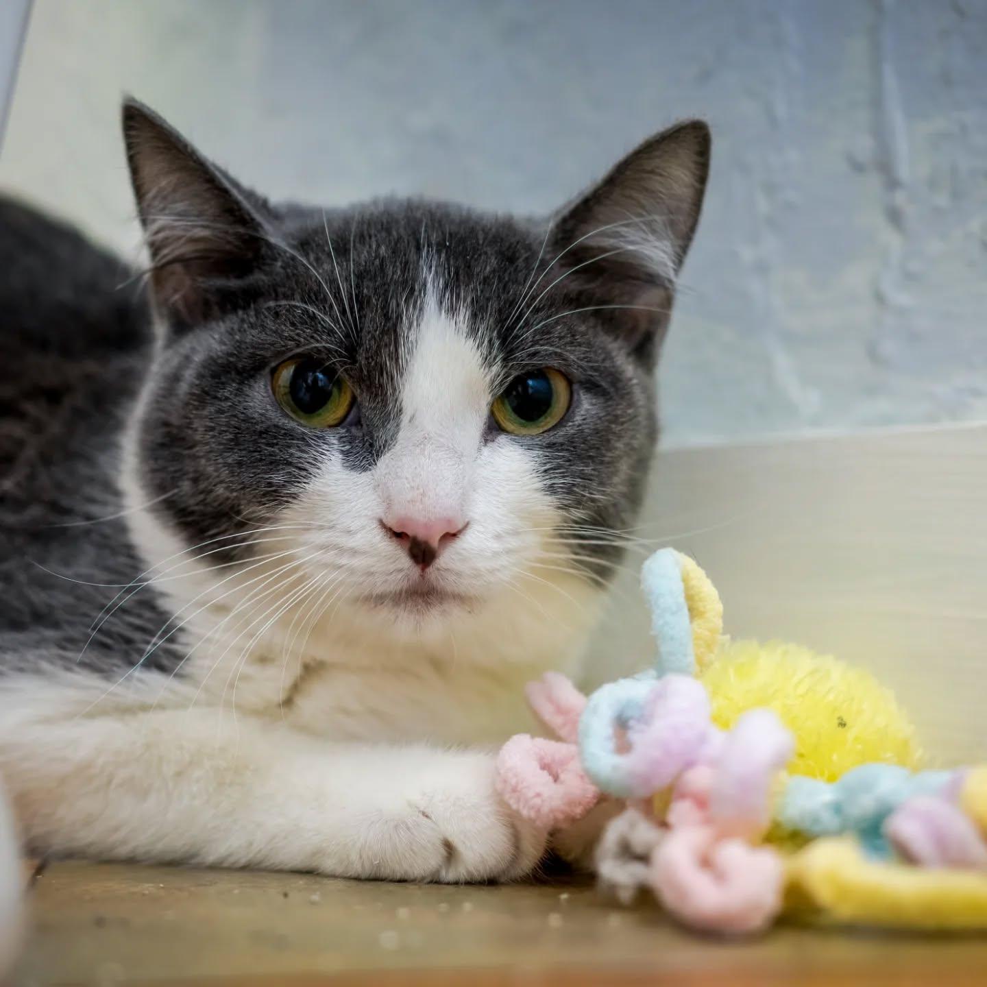 Paige (very shy! loves other cats. Meet me at the Hanover Petsmart), a Adoptable Domestic Short Hair in HANSON, MA image 1/2