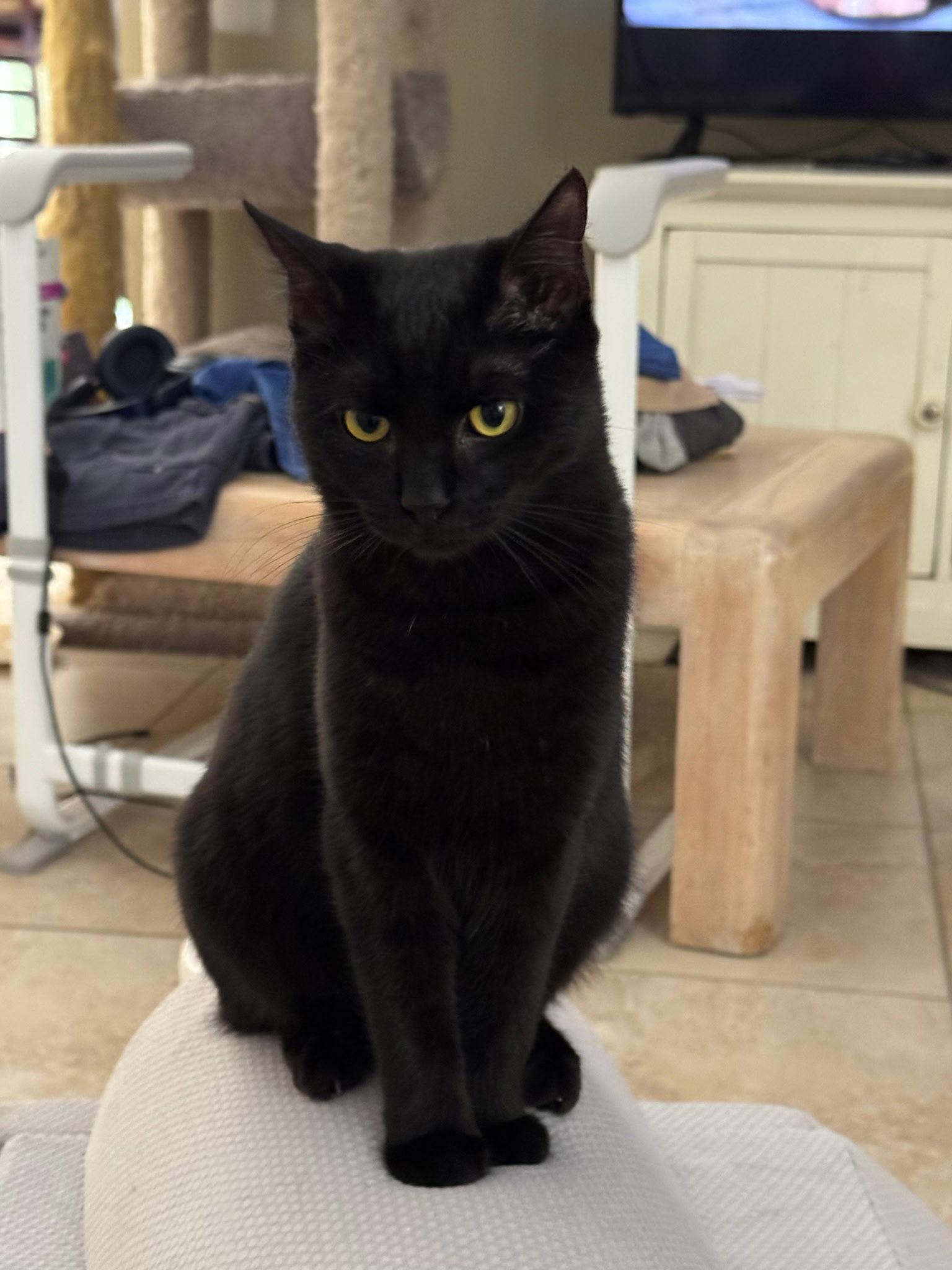 Enlarge Jackie *, a Adoptable Domestic Short Hair in Royal Palm Beach, FL image 1/2
