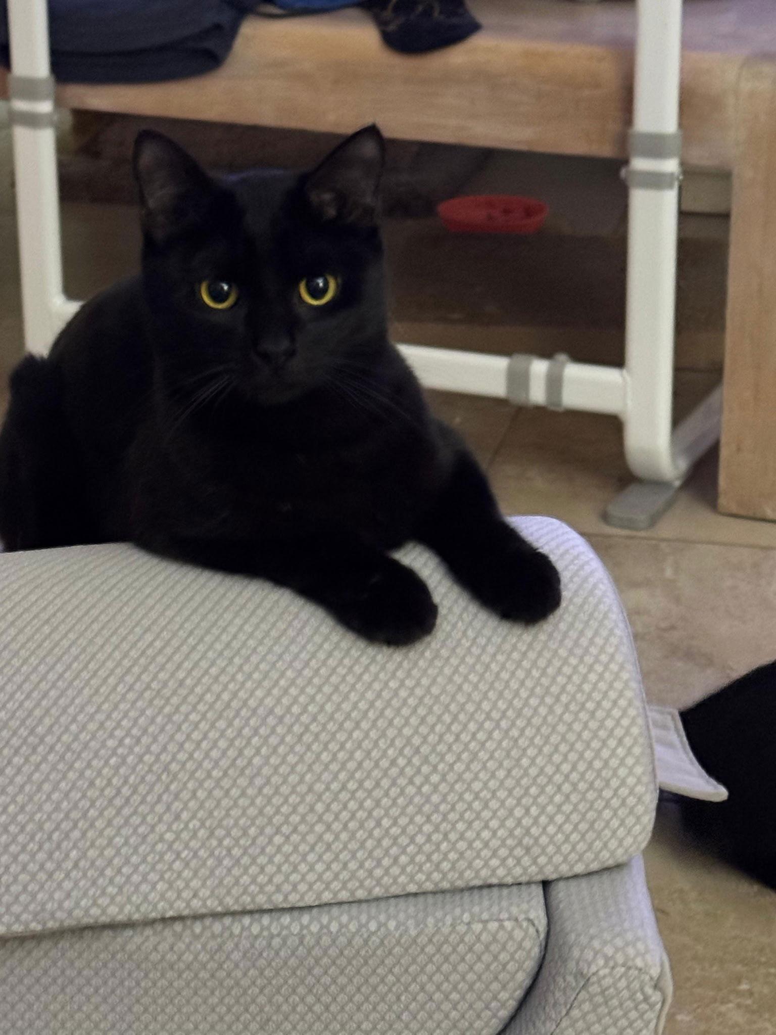 Enlarge Jackie *, a Adoptable Domestic Short Hair in Royal Palm Beach, FL image 2/2