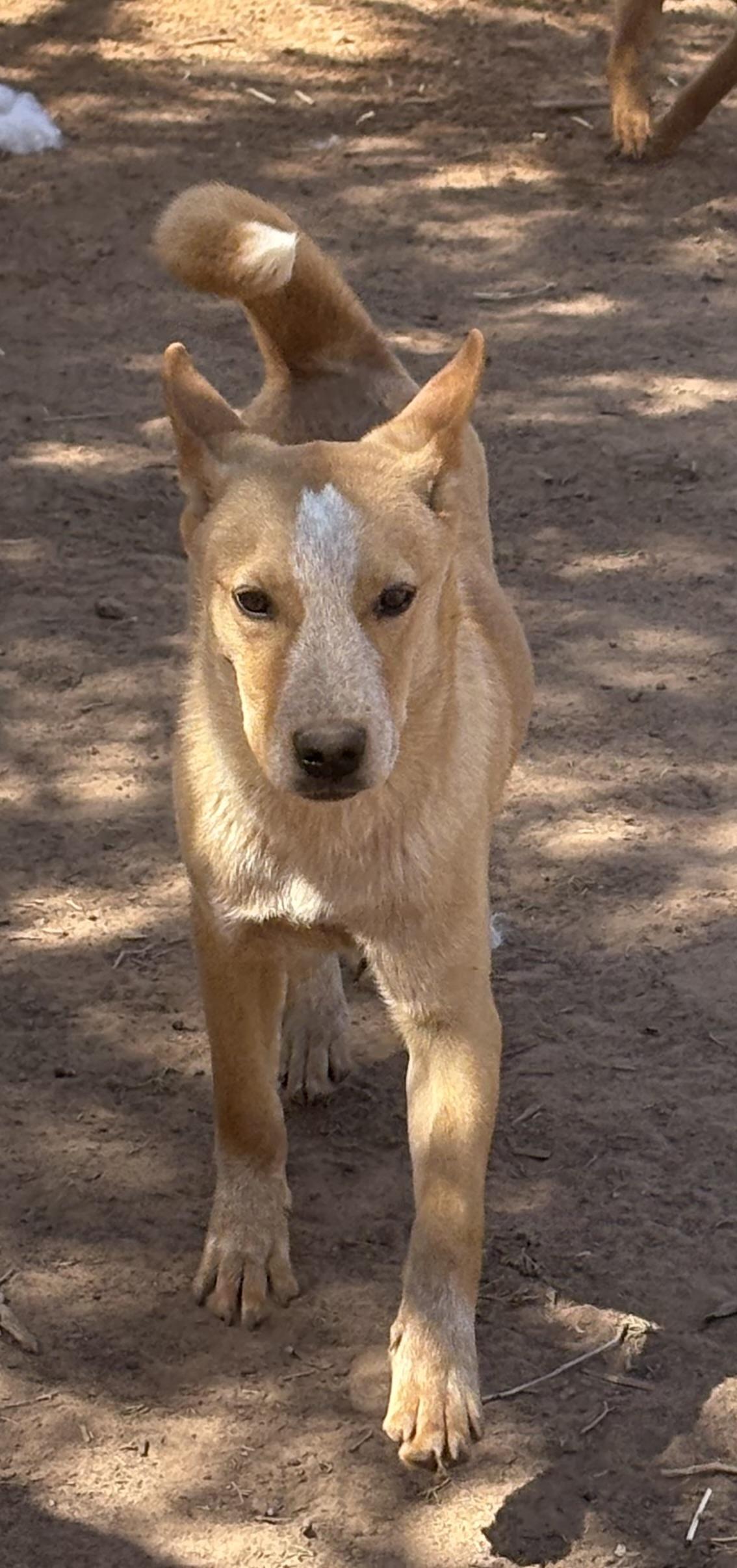 Enlarge Kian, a Adoptable mixed breed in Albuquerque, NM image 2/3
