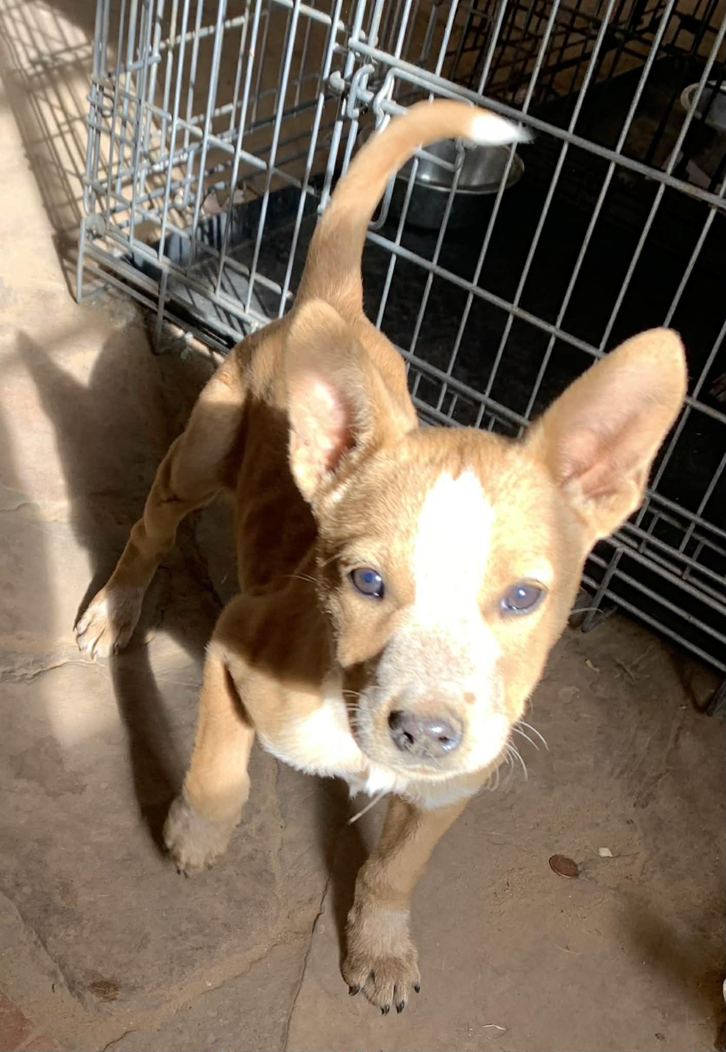 Enlarge Kian, a Adoptable mixed breed in Albuquerque, NM image 2/3