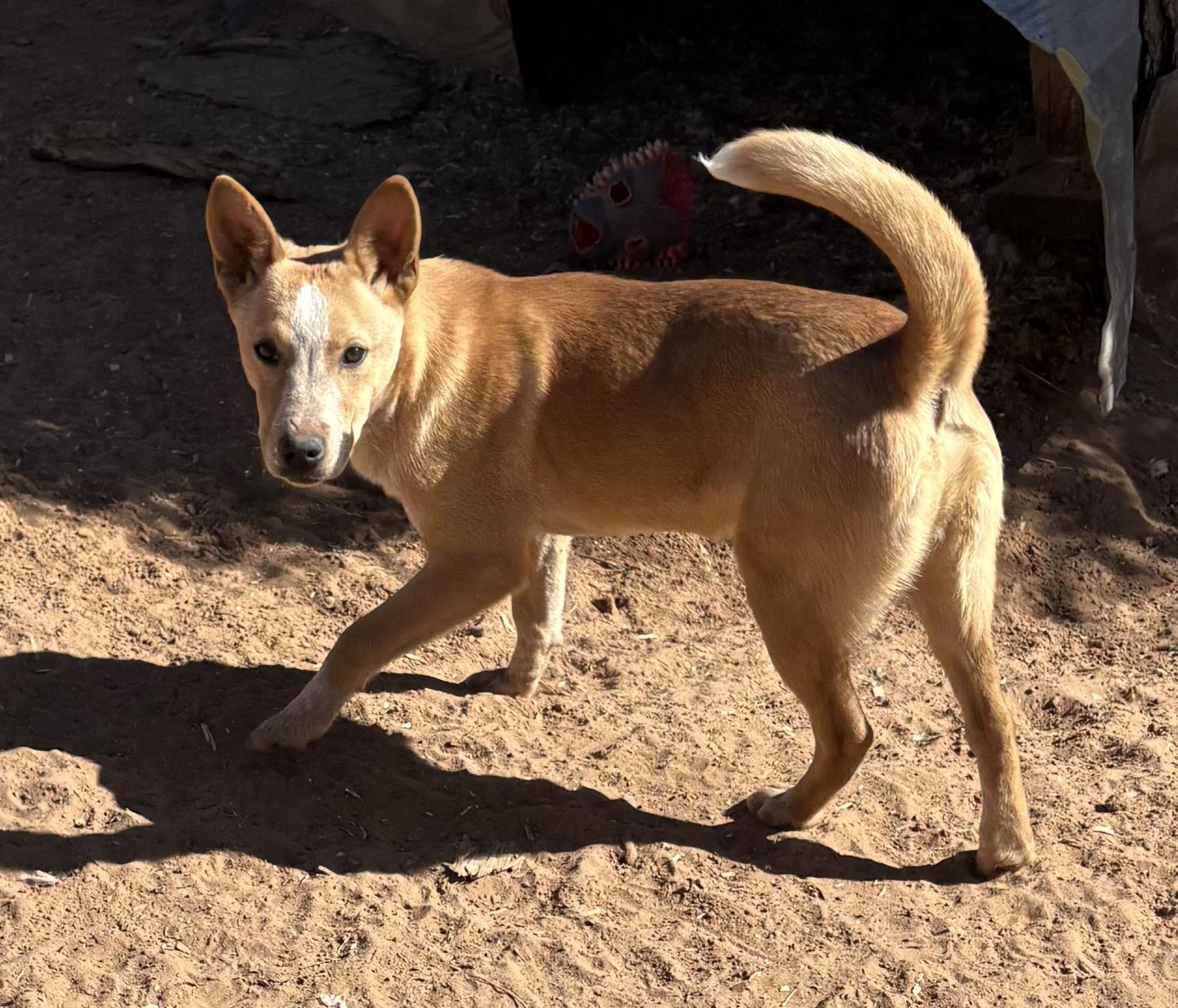 Enlarge Kian, a Adoptable mixed breed in Albuquerque, NM image 3/3