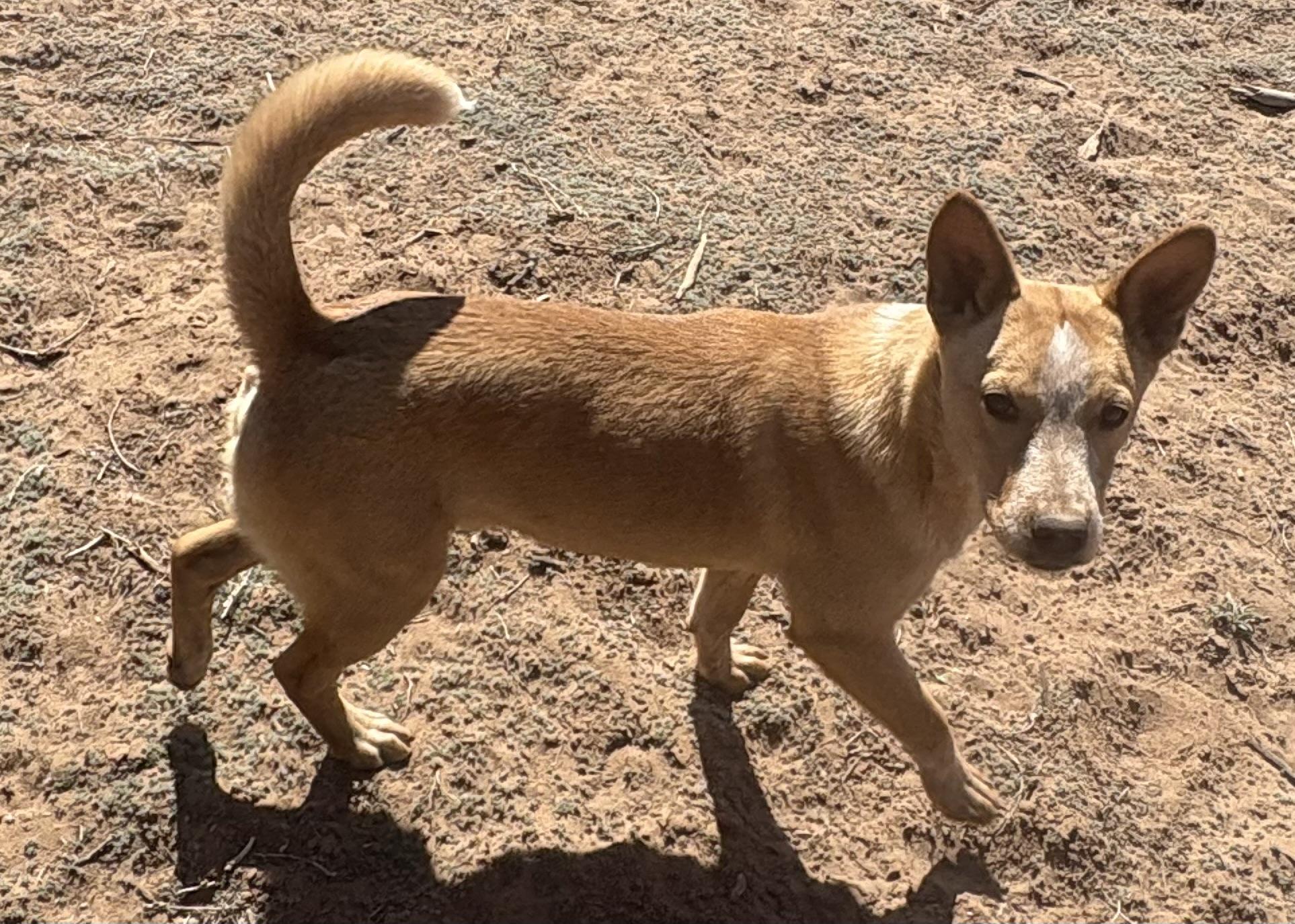 Kian, Adoptable, Puppy Male Terrier & Australian Cattle Dog / Blue Heeler.