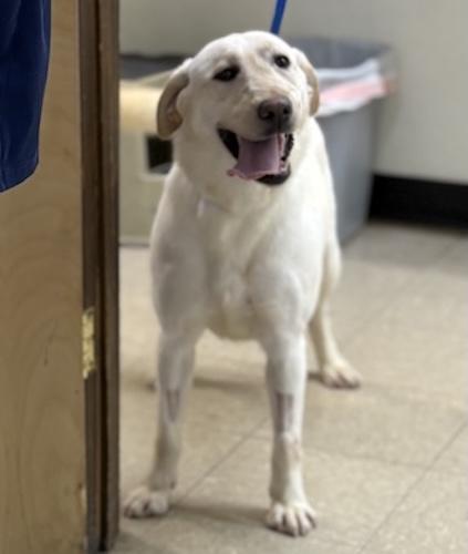 Callie #18, a ADOPTABLE Yellow Labrador Retriever in Killingworth, CT image 1/4