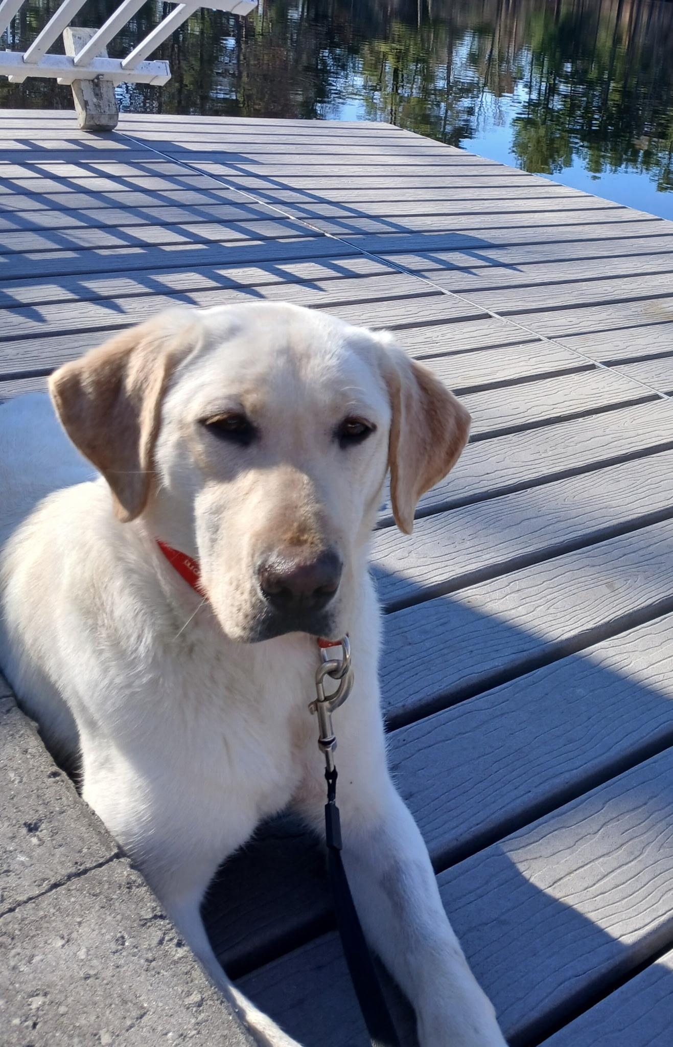 Enlarge Callie #18, a ADOPTABLE Yellow Labrador Retriever in Killingworth, CT image 3/6