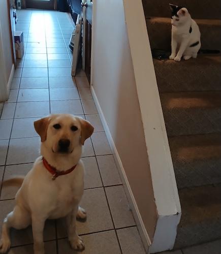 Enlarge Callie #18, a ADOPTABLE Yellow Labrador Retriever in Killingworth, CT image 5/6