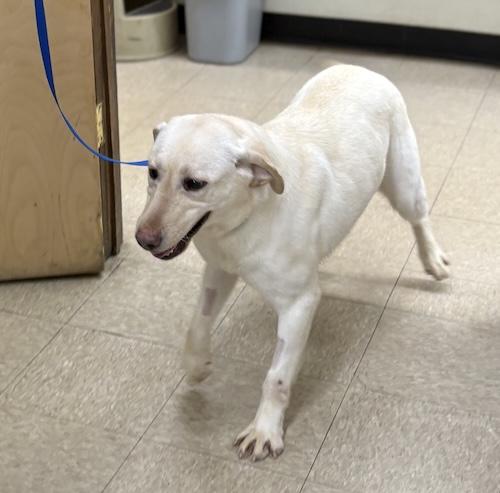 Callie #18, a ADOPTABLE Yellow Labrador Retriever in Killingworth, CT image 2/4